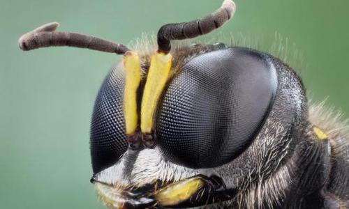 «Класс Насекомые Какая полость тела у насекомых