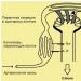Понятие гомеостаза организма человека в медицине и биологии Биологическая роль гомеостаза организма