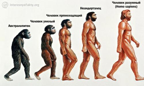 Etapele evoluției umane Arată evoluția